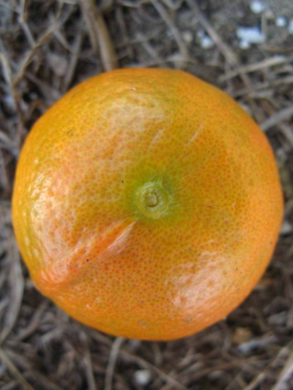              Fruit (Winter Haven, FL)       